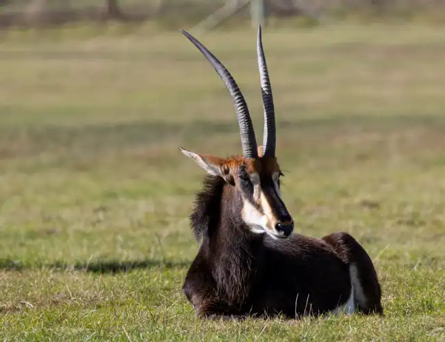 Mangetti National Park